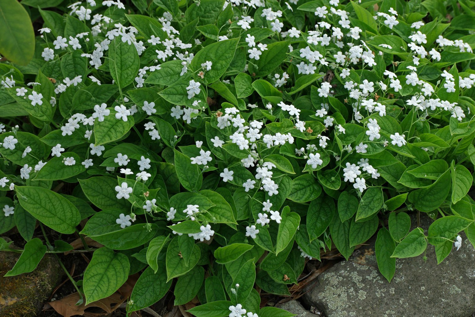 Omphalodes verna 'Alba'